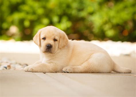 Daily Dose -April 30, 2020 - Yellow Baby - Yellow Lab Puppy 2020