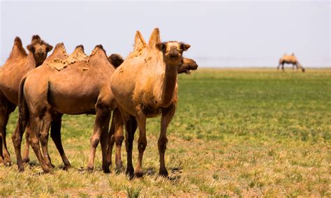 Meet The Iconic Camels Of The Gobi Desert Three Camel Lodge