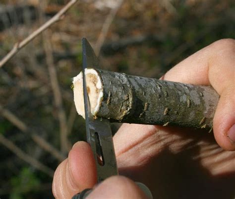 Grafting A Mulberry Tree The Survival Gardener