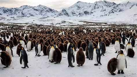 Emperor Penguin Facts: A Complete Reference to Their Amazing Life and ...