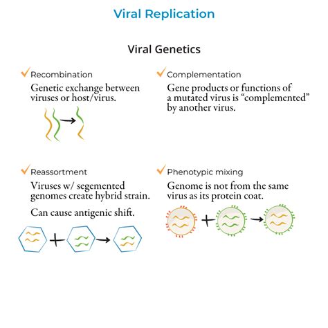 Immunology Microbiology Glossary Viral Replication Ditki Medical