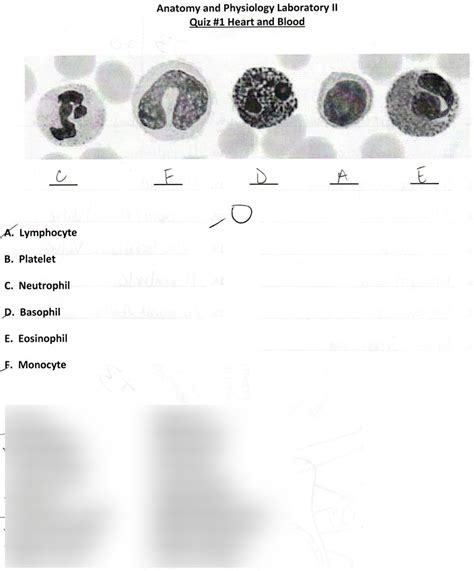 White Blood Cells Diagram Quizlet