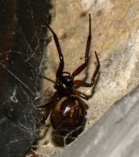 Picture: Steatoda nobilis SD14