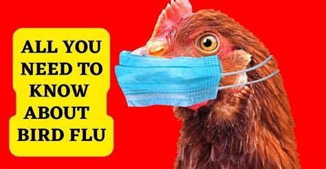 The Hidden Dangers Of Bird Flu What You Need To Know About Avian Influenza By Marvel Path Lab