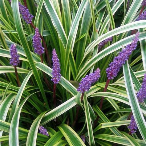 Capecchi Vivai Piante Pistoia Hosta Hemerocallis Erbacee Aromatiche