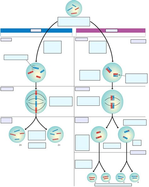 Comparing Mitosis And Meiosis Diagram Quizlet