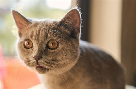 Gatto Respira A Bocca Aperta Perch E Cosa Fare