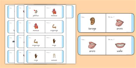 Parts Of The Body Loop Cards Te Reo M Ori Teacher Made