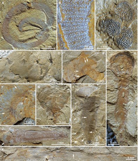 Scalidophoran Worms Lobopodians And Brachiopods From The Cambrian