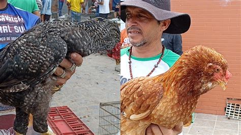 Feira Das Galinhas Em Arapiraca Na Fumageira Varias Cria Es