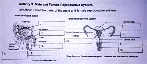 Activity 3 Male And Female Reproductive System Direction Label The