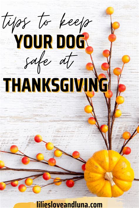 Tips For Keeping Your Dog Safe At Thanksgiving Lilies Love And Luna