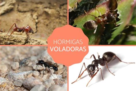 Hormigas Voladoras Tipos Y Características