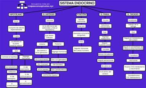 Mapas Conceptuales Del Sistema Endocrino 【descargar】