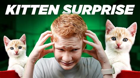 Double Kitten Surprise 🐱🐱 Youtube