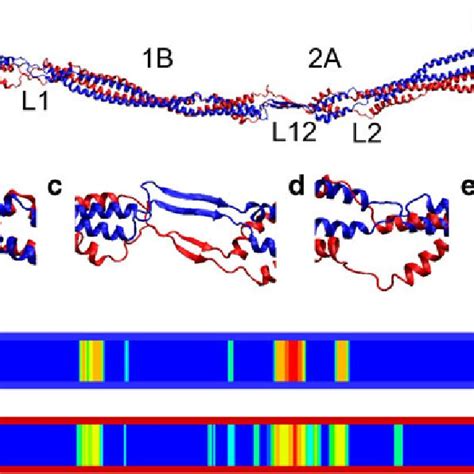 Schematics Of The Molecular Structure Of The Vimentin Dimer Panel A