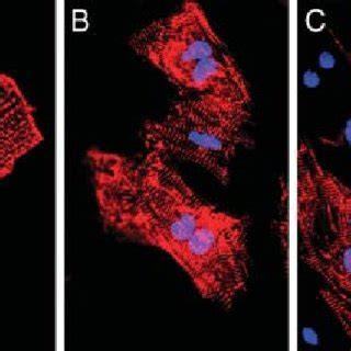 Cardiomyocytes Of Adult Hearts From Mouse In Cell Culture A