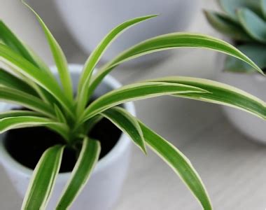 Хлорофитум Лаксум (Chlorophytum laxum) D12 H30 купить в Санкт-Петербурге