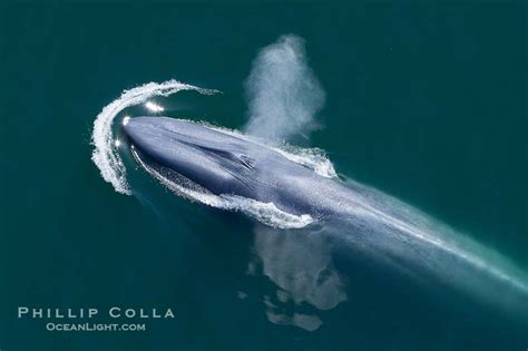 Blue Whale Aerial Photos – Natural History Photography Blog