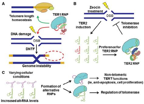 Telomerase Regulation In Response To Genotoxic Stress A Telomerase