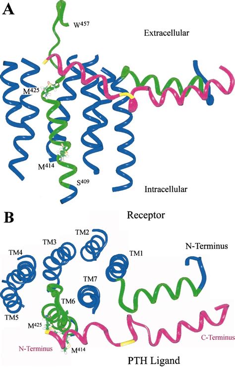 Model For The Binding Of Hpth 134 To Hpth1 Rc For Clarity Only Download Scientific Diagram