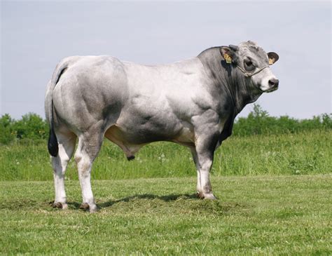 Taureaux races à viande LGC SA