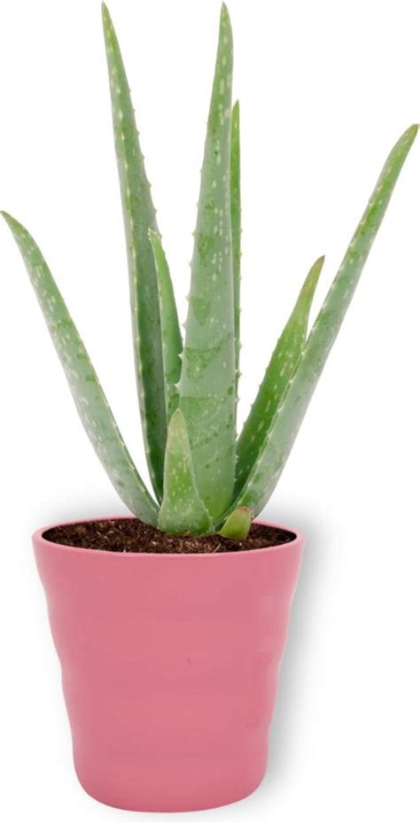 bol Kamerplant Aloë Vera 30cm Ø 12cm in roze pot