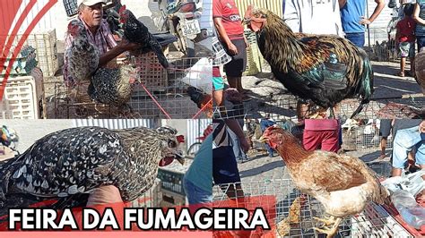 VEJA A MAIOR FEIRA DAS GALINHAS DE ARAPIRACA AL Nordeste BASTANTE