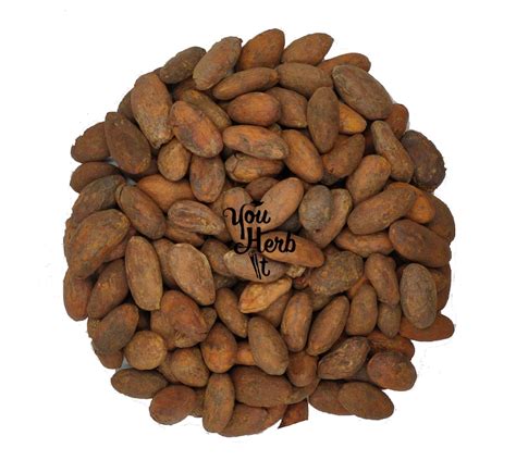 Organic Raw Criollo Whole Cacao Beans Theobroma Cacao Etsy