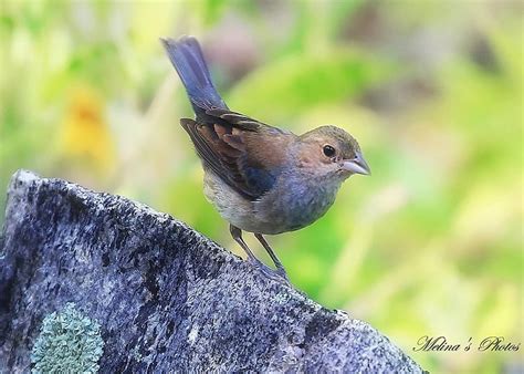 Pretty Female Indigo Bunting