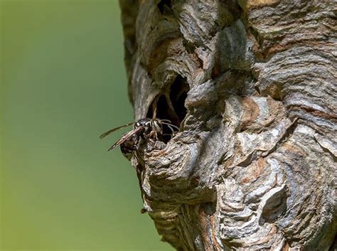 Bald Faced Hornet Guide For Hampton Roads Va Homeowners