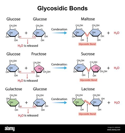 Disaccharides Formation Hi Res Stock Photography And Images Alamy