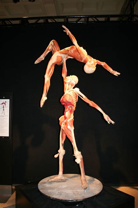 Body Worlds Exhibit Schedule 2025 - Bobbie Christina