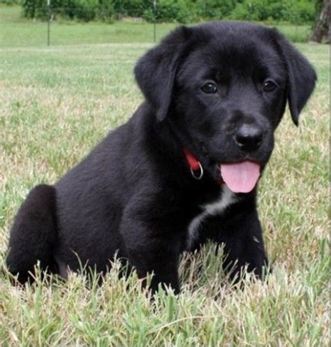 37 best Black lab mixes images on Pinterest | Black lab mix, Black labrador and Black labs