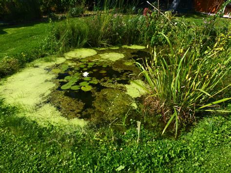 Mare naturelle au potager comment la créer Permaculture mania