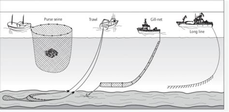 Main Fishing Capture Techniques From Left To Right Surrounding Of Fish