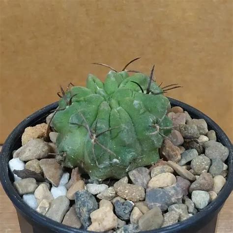 Buy Neoporteria Paucicostata Viridis - Rare Cacti Online