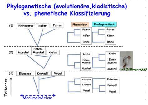 Teil Kologie Part Makroevolution Flashcards Quizlet