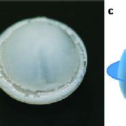 pictures   wle    coated wle   schematic view