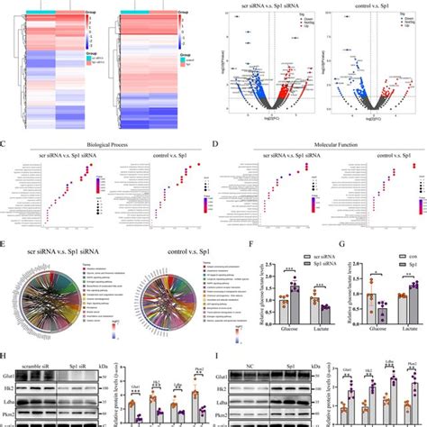 Sp1 Enhanced Aerobic Glycolysis Activity In Cervical Cancer Cells A Download Scientific