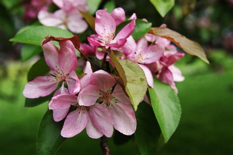 Free Images Tree Nature Branch Blossom Leaf Flower Petal