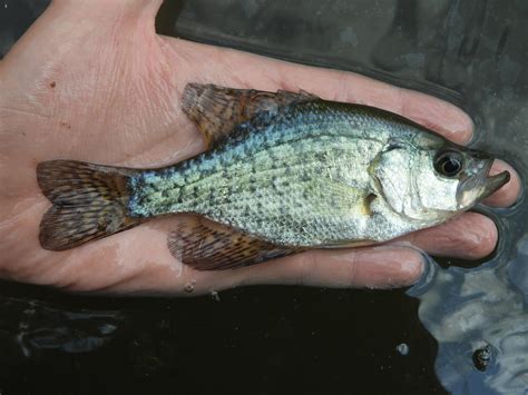 Maryland Biodiversity View Thumbnails Black Crappie Pomoxis