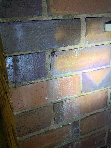 Spider identification please! : r/spiders