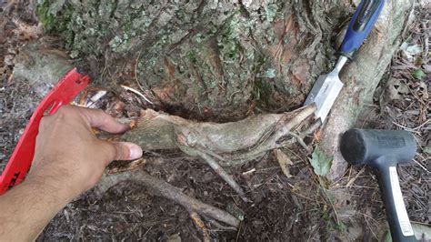 Girdling Roots The Silent Tree Killer Arbor Rangers