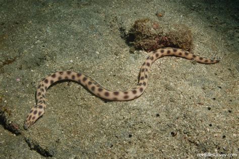 Myrichthys Tigrinus Spotted Snake Eel Reef Life Survey