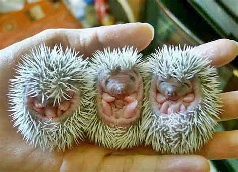 heartwarming   cute baby animals