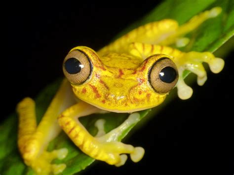 Closeup Photography Of Yellow Frog On Green Leaf Plant Tree Frog