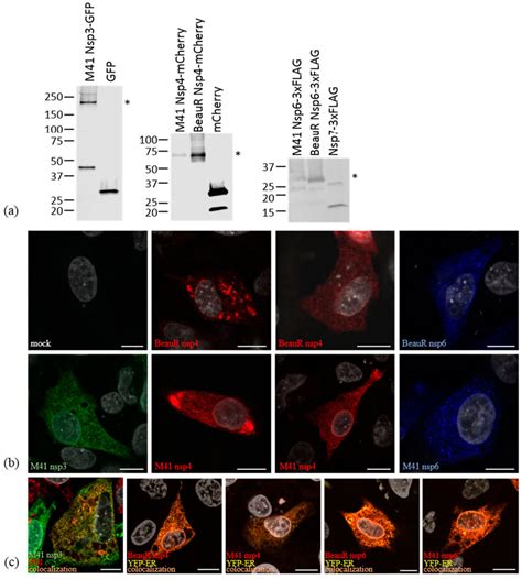 Expression Of Ibv Non Structural Proteins Nsps In Df1 Cells A