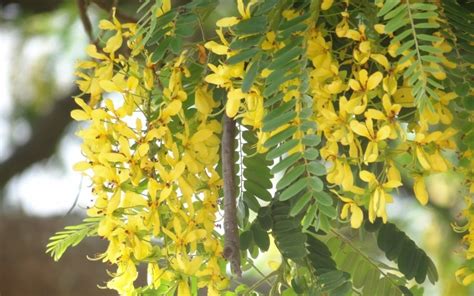 Chuva de ouro O que é como Cultivar e onde comprar