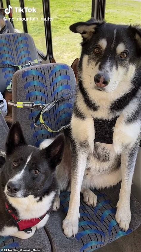 Adorable Moment Dogs Hop On Doggie Daycare Bus In Alaska Before